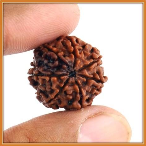 Mahalakshmi Prasad + 7 Mukhi Dhanprapti Rudraksha Discount