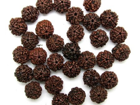 5 Mukhi Rudrakskha lot - 31 beads Fashion