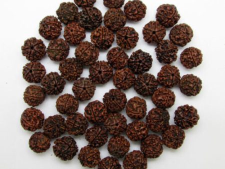 5 Mukhi Rudrakskha lot - 51 beads Discount