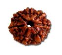 Mahalakshmi Prasad + 7 Mukhi Dhanprapti Rudraksha Discount