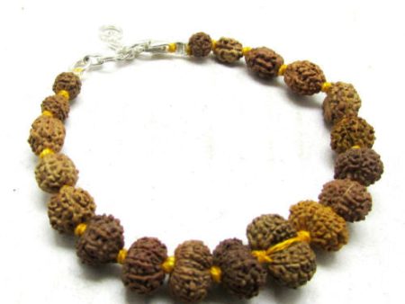 Power Siddha Bracelet 1 to 14 mukhi, Gauri Shankar & Ganesh Rudraksha-Java Online now