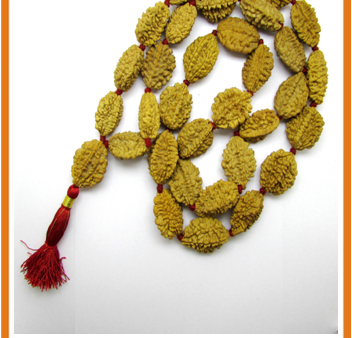 Natural 2 Mukhi Rudraksha Kantha   Ardhnarishwar Siddha Kantha Online Hot Sale